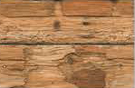 MAPLE WOOD